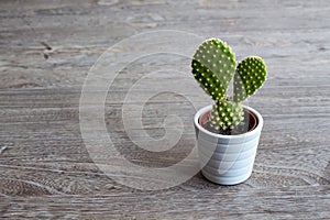 Close up view of isolated small cactus plant