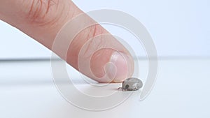 Close up view of isolated tick on a white background and human finger. Detail single big fat rounded tick crawling on white table.