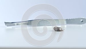 Close up view of isolated tick on a white background and tweezers. Detail single big fat rounded tick crawling on white table.