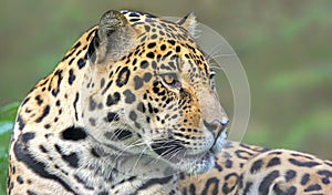 Close-up view of a Jaguar (Panthera onca)