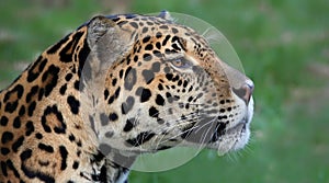 Close-up view of a Jaguar (Panthera onca)