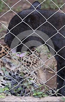 Close-up view of a Jaguar, Panthera onca in Guatemala