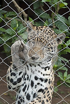 Close-up view of a Jaguar, Panthera onca in Guatemala