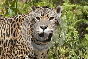 Close-up view of a Jaguar, Panthera onca in Guatemala