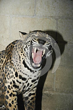 Close-up view of a Jaguar, Panthera onca in Guatemala