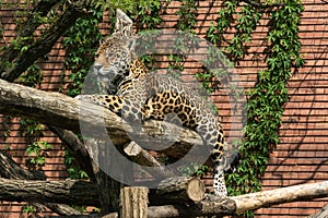 Close-up view of a Jaguar, Panthera onca, in zoo. Wildlife animal