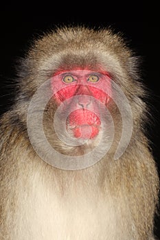 close up view of Japanese Macaque