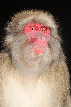 close up view of Japanese Macaque