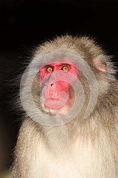 close up view of Japanese Macaque