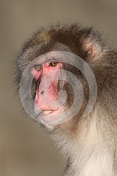 close up view of Japanese Macaque