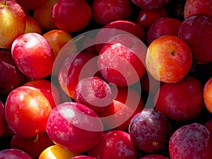 Close-up view of juicy, ripe plums showcasing their rich colors perfect for grocery stores or fruit market advertisements