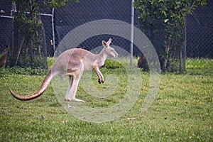 Close up view of jumping kangaroo at Lone Koala Sanctuary, Brisbane