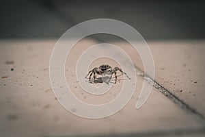 Close up view of jumping spider on the tile floor