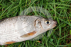 View of single freshwater common nase fish on green grass.