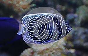 Close-up view of a juvenile Emperor angelfish