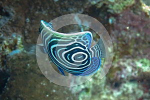 Close-up view of a Juvenile Pomacanthus imperator. Amazing underwater world - Emperor Angelfish juvenile. Fantastic fish of