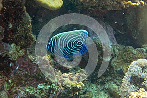 Close-up view of a Juvenile Pomacanthus imperator. Amazing underwater world - Emperor Angelfish juvenile. Fantastic fish of