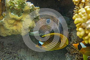 Close-up view of a Juvenile Pomacanthus imperator. Amazing underwater world - Emperor Angelfish juvenile. Fantastic fish of