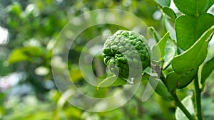 Close up view of Kaffir lime or limau purut on the tree at the garden