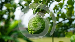 Close up view of Kaffir lime or limau purut on the tree at the garden