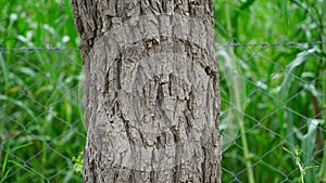 Close up view of Khejri or Prospis cineraria tree trunk. Brown colored rough bark on trunk. Asian tropical plant.