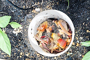 Close-up view of kitchen waste and red wriggler earthworms in worm tower for vermicomposting