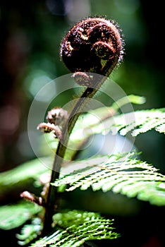 Close up view of koru fern plant in New Aealand Aotearoa