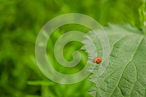 Ladybug on a nettle leaf