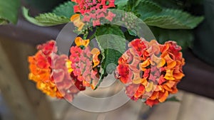 A Close-Up View of Lantana Flowers