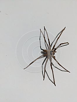 Large Brown Spider on White Wall