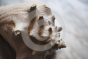 Close-up view of a large jamaica shell, petrified for a few years