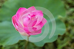 A close-up view of large pink lotus flowers blooming beautifully with blurred green leaves
