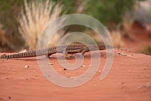 Close-up view of a large Sand Goana Varanus gouldii, a species of large Australian monitor lizard, also known as Sand Monitor