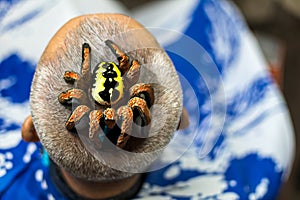 A close-up view of a large spider clinging to the head of a man with graying hair