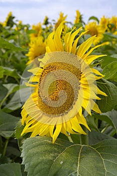 Close-up view of a large sunflower with a bee
