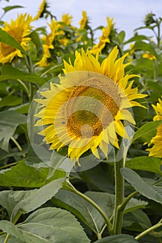 Close-up view of a large sunflower with a bee