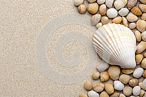 White Seashell on Beige Sand with Smaller Shells