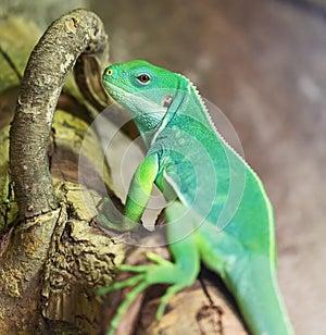 Close-up view of a Lau banded iguana
