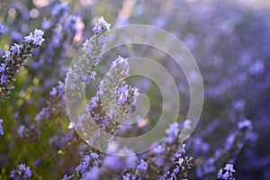 Close up view of a lavender field with in focus and out of focus flowers