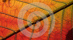 A close-up view of a leaf