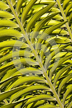 Close Up View Of Leaf On Cycad Plant