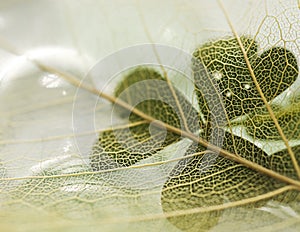 Close up view of the leaf texture