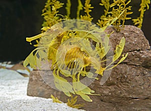 Close-up view of a Leafy Seadragon