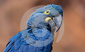 Close-up view of a Lears macaw photo