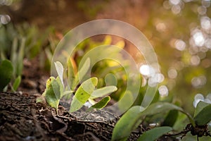 Close-up view of leaves  In the morning