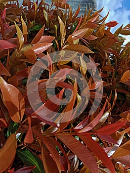 close-up view of the leaves of a plant with the designation of red shoots growing in the highlands