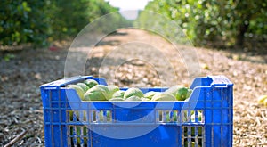 Close up view of lemons or lemon in boxes freshly cuaght. Two boxes of yellow and green lemon. Sanish Agricultural field photo