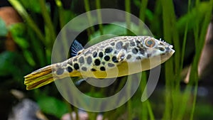 Close-up view of a Leopard pufferfish