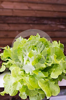Close up view of lettuce