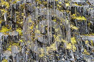 Close up view of lichen moss on a rock